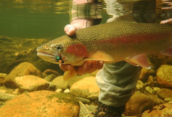 The Fly Fishing Film Festival 2008 will be visiting towns and cities throughout the North Island during September
